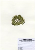 藏品(白果胞藻)的圖片